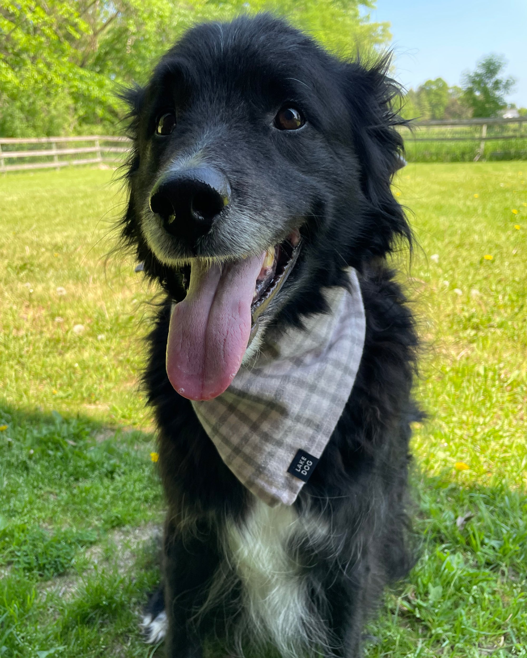 Lake Dog Bandana